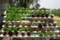 /album/fotogaleria-contactenos/gaceta67-agricultura-urbana-alimentos-f1-450x300-jpg/